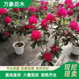 高山杜鹃常绿灌木园林 庭院 绿篱植物 绿化工程苗 观赏花卉