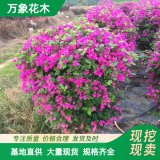 三角梅小苗 基地供应 花坛花镜花海 设计 园林工程绿化苗