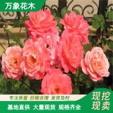 苗圃歐洲月季小苗 大花 紅雙喜月季 品種 齊全綠化造景苗