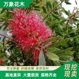 萬(wàn)象花木出售闊葉紅千層 花形奇特色彩鮮艷 公園庭院、街邊綠地