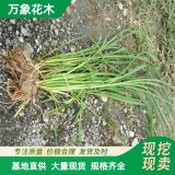 萬(wàn)象花木 稗草 一年生草本植物 根系發(fā)達(dá) 地被造景