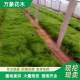 苗圃出售 盆栽细茎针茅 园林庭院造景植物 道路绿化色块苗