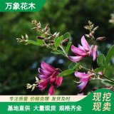 胡枝子工程苗 道路隔离带片植城市绿化街边绿篱 护坡绿化灌木