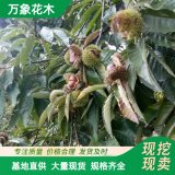 萬(wàn)象花木 板栗苗 耐寒耐干適應(yīng)性強(qiáng) 園林綠化種植苗