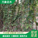 萬(wàn)象花木油麻藤苗四季常青藤墻體綠化爬墻植物