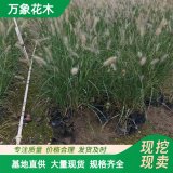 萬(wàn)象花木 白美人狼尾草 根系發(fā)達(dá) 多年生草本植物