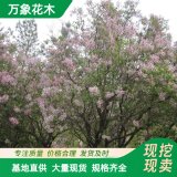 基地四季丁香花苗 紫丁香花苗 白色丁香花树苗 品种丁香小苗