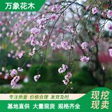 萬(wàn)象花木出售垂枝桃小苗 喜光耐寒 城市 小區(qū)路旁風(fēng)景樹