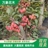 萬象花木 冬紅果海棠 根系發(fā)達(dá) 園林綠化開花 庭院種植