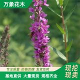 萬象花木出售千屈草 喜強光耐寒性強 園林河岸湖畔種植