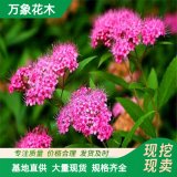 出售粉花绣线菊花坛花镜绿化造景工程苗园林花海栽植观赏 苗