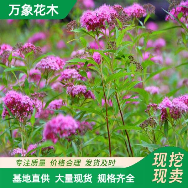 粉花绣线菊