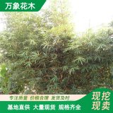 苗圃出售 慈孝竹 園林庭院造景植物 道路旁工程用苗