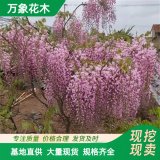 万象花木 阿知紫藤 枝较细柔 分枝密叶茂盛 绿化美化植物