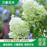 萬象花木 圓錐木繡球 非常美觀 是優(yōu)良觀花園林綠化樹種