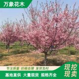 萬象花木 日本早櫻 喜陽光 喜溫暖濕潤氣候 具有觀賞性