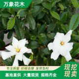 花葉枙子 基地 花葉枙子袋苗地苗 園林景觀工程供應(yīng)