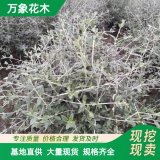 萬象花木 水果蘭球 耐寒耐干旱 城市綠化美化樹種