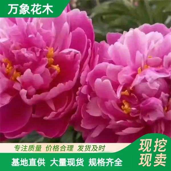 芍药