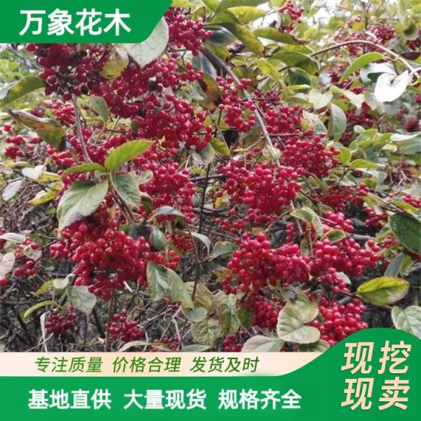 欧洲山茱萸萸山茱萸