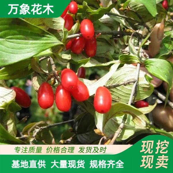 欧洲山茱萸萸山茱萸