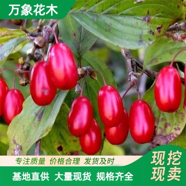 欧洲山茱萸萸山茱萸