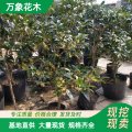 苗圃四季桂花小苗 四季常青 根系發(fā)達(dá) 園林工程綠化苗