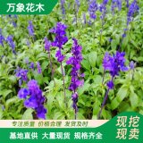 宿根地被花卉 兰花鼠尾草 花苗营养钵苗 可公园庭院绿化工程花海