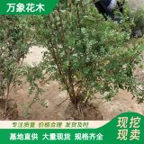 基地黃刺玫苗木 綠化工程綠籬苗 庭院公園小區(qū)開花觀賞植物