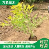 苗圃出售 金叶莸 强耐荫植物 园林庭院造景绿化苗木