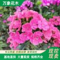 萬象花木供應五彩石竹 耐寒耐旱 花壇 盆栽 巖石園和草坪邊緣點綴