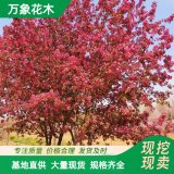 萬象花木 絢麗海棠 樹勢(shì)強(qiáng) 樹姿直立 俱佳的園林樹種