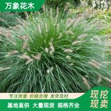 萬象花木出售 東方狼尾草 多年生冷季型草本 園林綠化裝飾