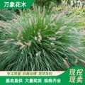 萬象花木出售 東方狼尾草 多年生冷季型草本 園林綠化裝飾