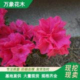 万象花木夏鹃锦绣杜鹃耐旱耐干家庭盆栽颜色绚丽半常绿灌木