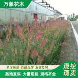 万象花木坡地毛冠草景区草坪装饰工程绿化用苗