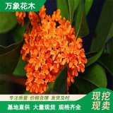 出售桂花 丹桂 橙紅 顏色艷麗 樹形優(yōu)美 庭院綠化 花鏡配植