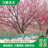 万象花木 樱花 关山樱 花朵艳丽 树姿优美 庭院绿化优美树种