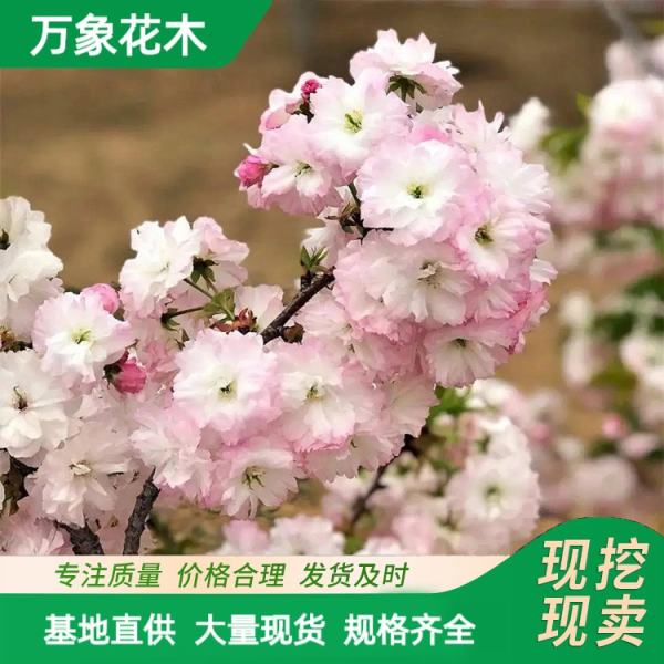 樱花关山樱