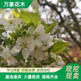 万象花木出售 道格海棠 树形直立挺拔 行道树城市绿化