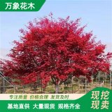 萬象花木日本紅舞姬紅楓小區(qū)道路景觀樹苗庭院盆栽