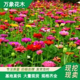 万象花木 百日草 园林地被种植观赏花卉 花镜切花材料