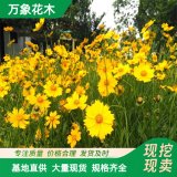 万象花木 金鸡菊 喜光耐阴 适应性强 庭院观赏性花草