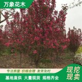 萬象花木出售 北美海棠 皇家 抗性強 園林庭院綠化優(yōu)選樹種