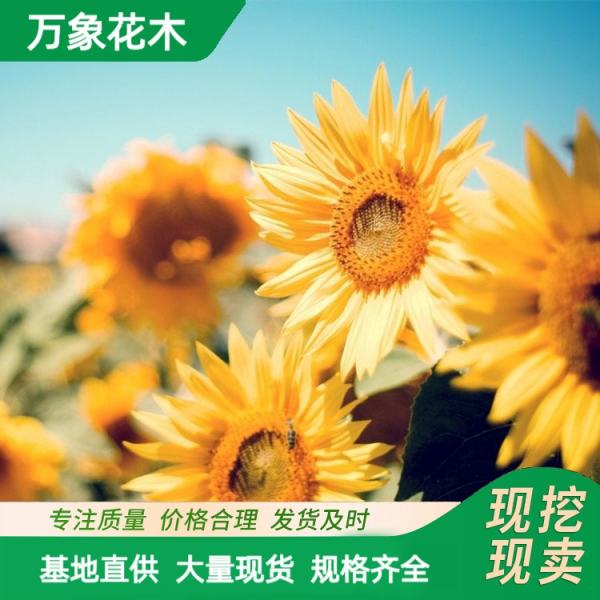 太陽花