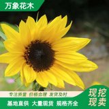 万象花木太阳花种植基地 花坛观赏花海打造园林绿化