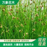 藨草苗大量 自產(chǎn)自銷園林綠化工程苗供應(yīng)藨草小苗