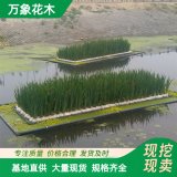 黑臭水治理浮岛 一平方 水体绿化造景 湖面水生植物种植浮床