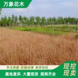 万象花木盆栽桔红苔草基地 护坡绿化观赏性地被植物