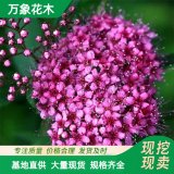 万象花木出售粉花绣线球 耐贫瘠抗病虫害 建筑物周围栽植